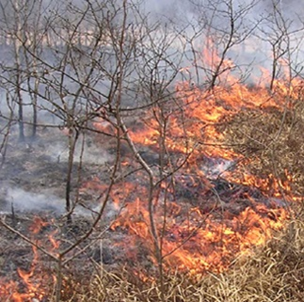 Incendi boschivi, audizione in Commissione Terra dei Fuochi